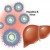 hepatitis-b.jpg